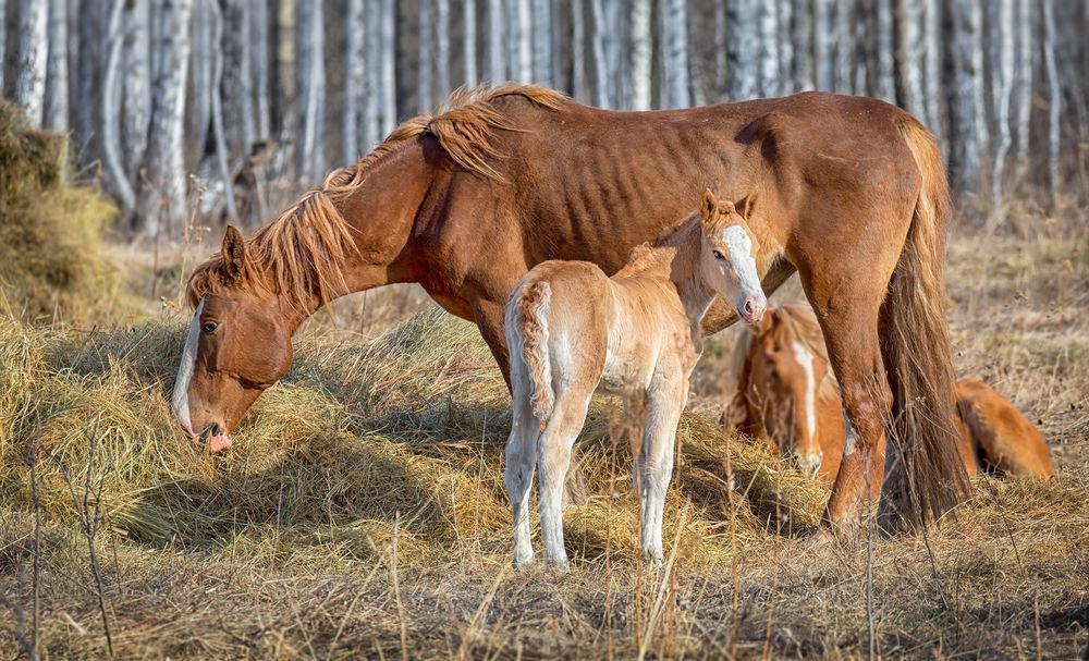 Фотография автора Мочалова Марина