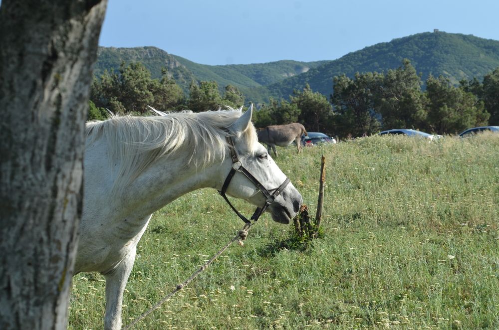 Фотография автора Levan Svanidze