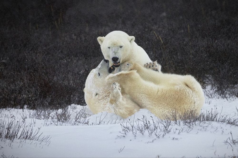 Хочу колыбельную!