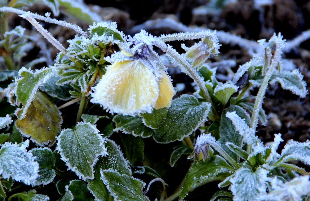 Photograph by Жанна Нечаева