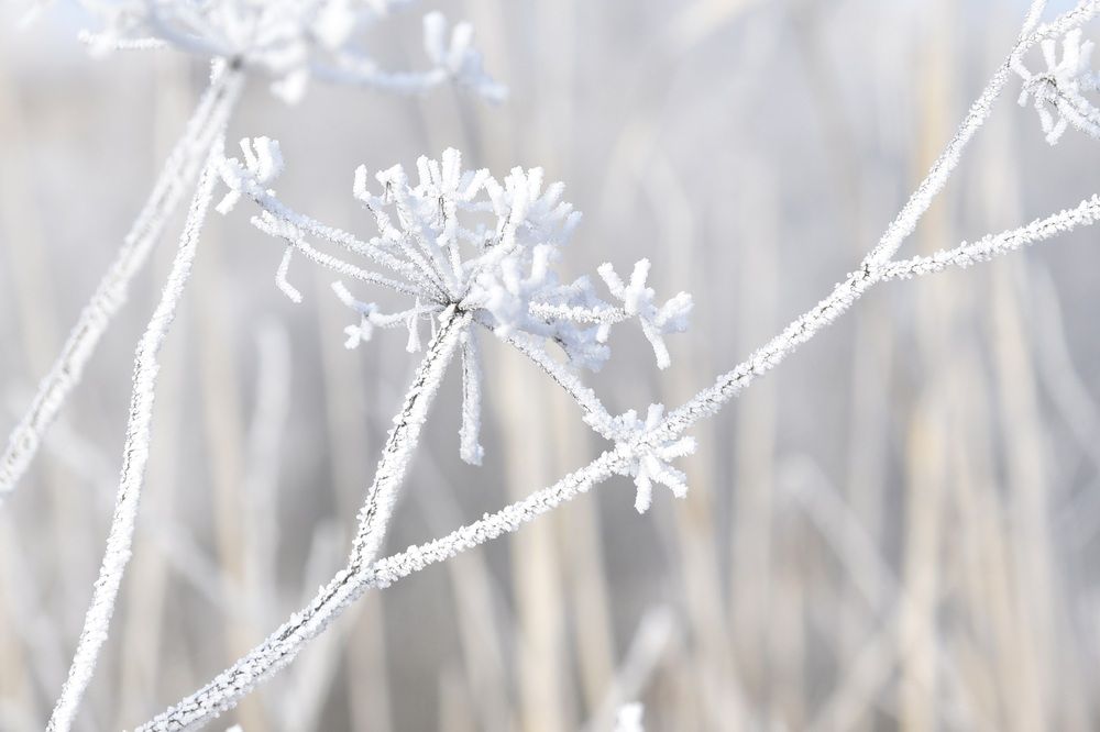 Ледяной зонтик