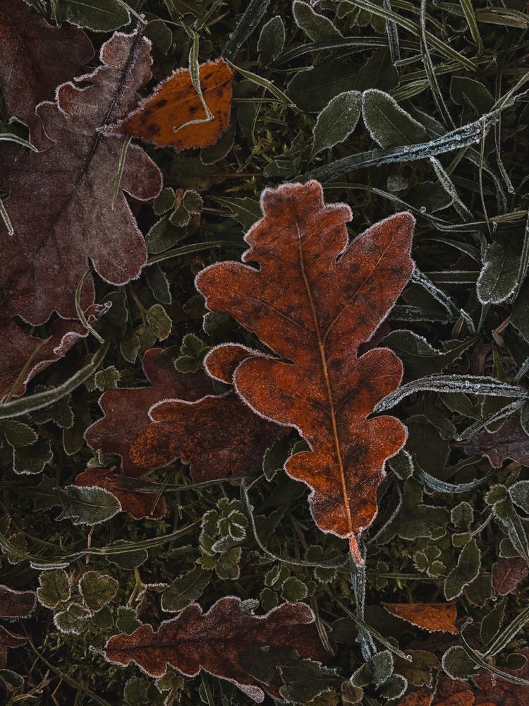 Photograph by Елена Михалева