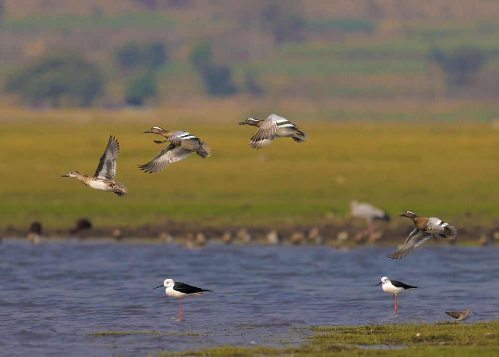 Wetland beauty of Maharashtra, India