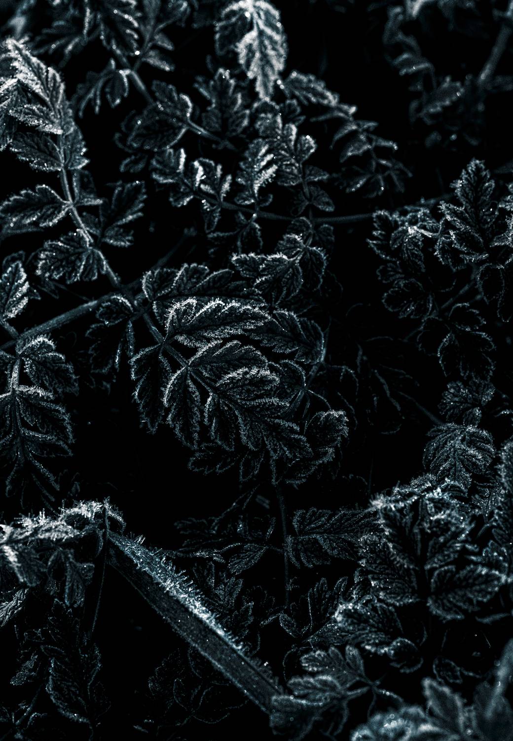 Фотография #13032465