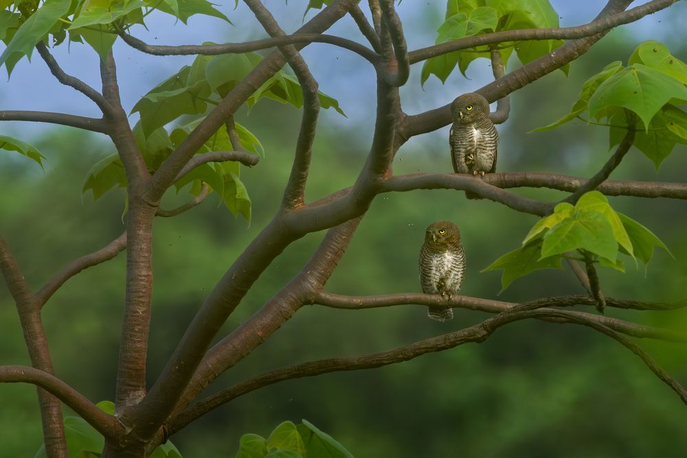 Mating Pair!