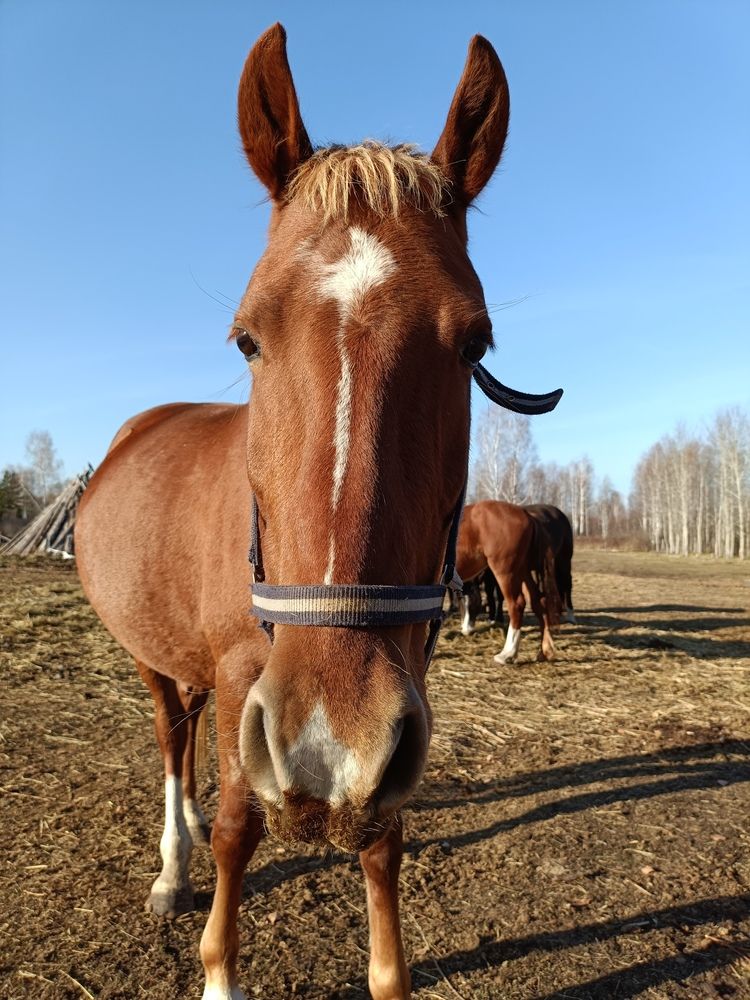 Фотография автора Кристина Киселёва
