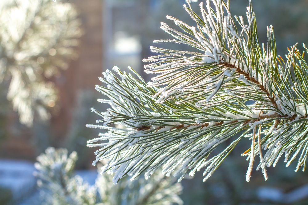 Photograph by Елена