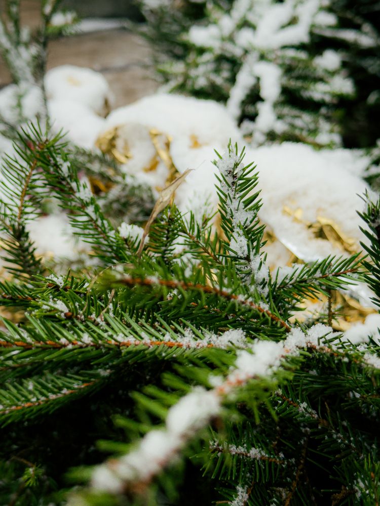 Photograph by Elizabeth Barkovskaya