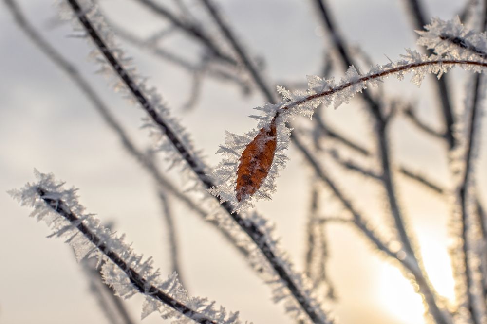 Иней на рябине
