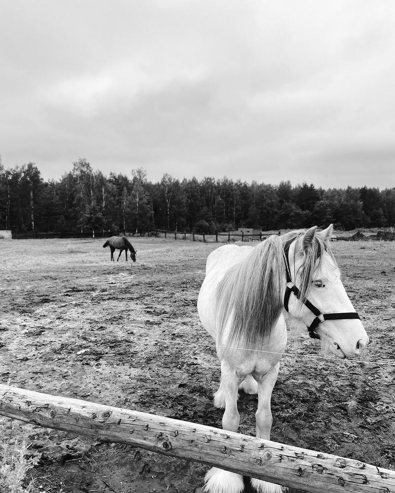 Photograph by Elizabeth Barkovskaya