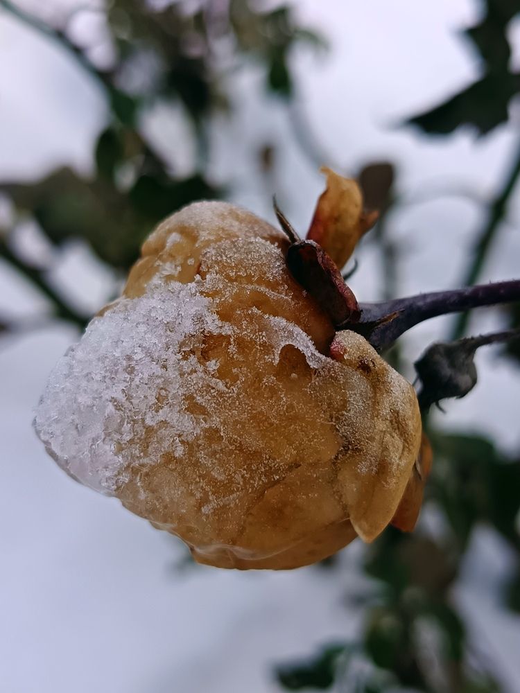 Ледяная красота