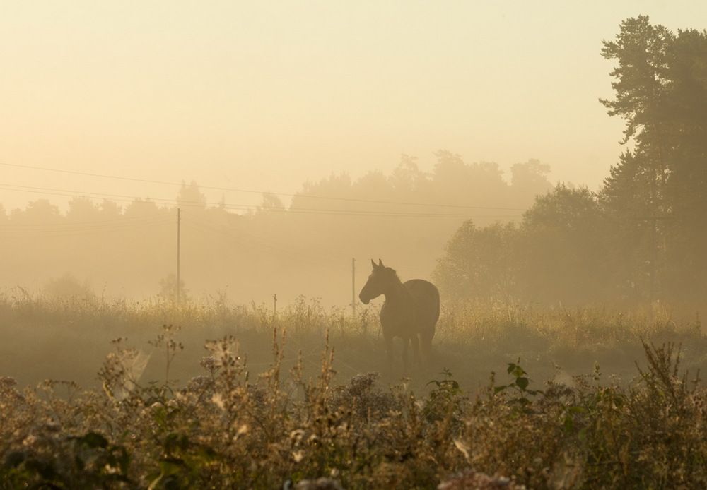Фотография автора Борис Журавлёв