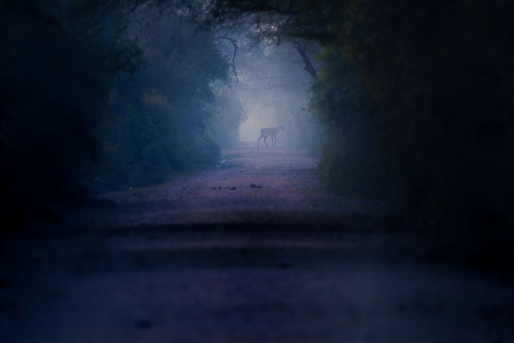 Photograph by Soumitra Ghosh