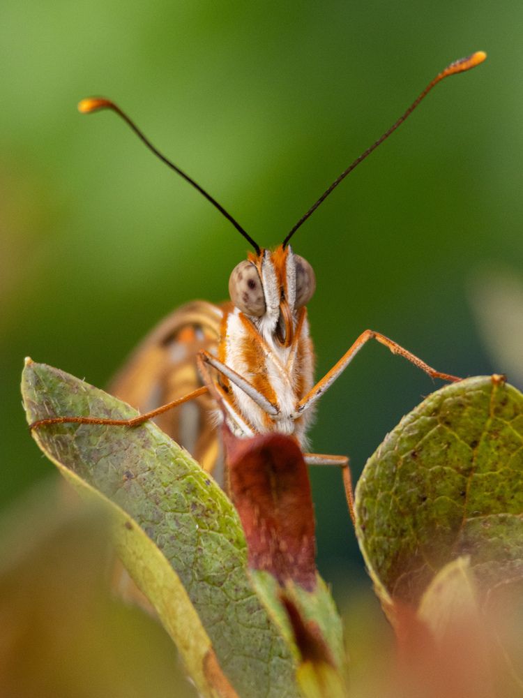 Photograph by Silvio José