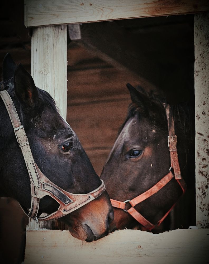 Photograph by Елена Пихурова