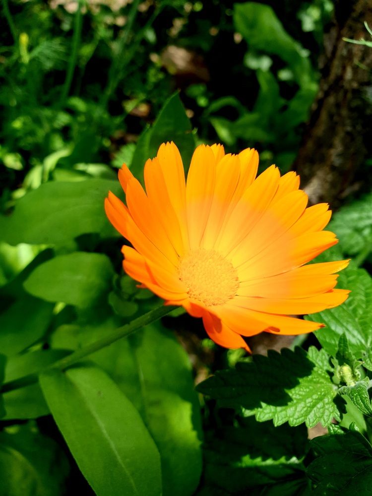 Календула