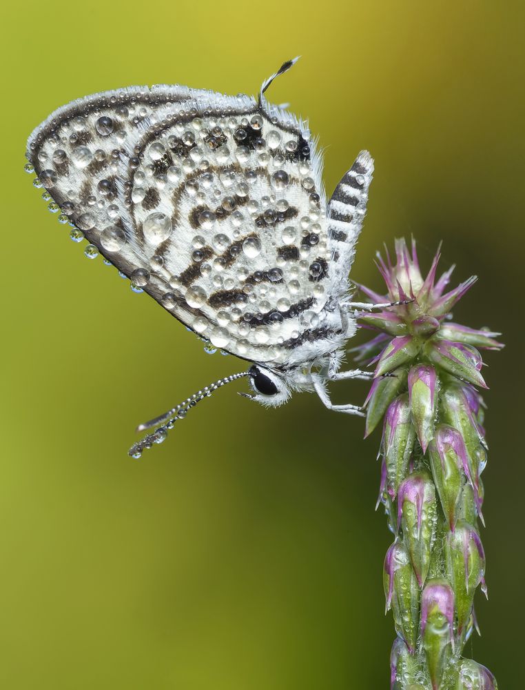 Photograph by Utpal Sarker