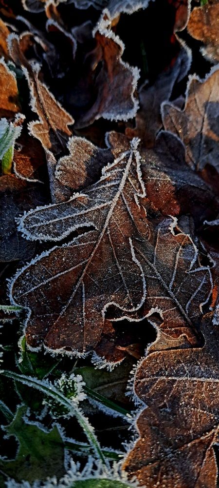 Photograph by Галина Перепечаева