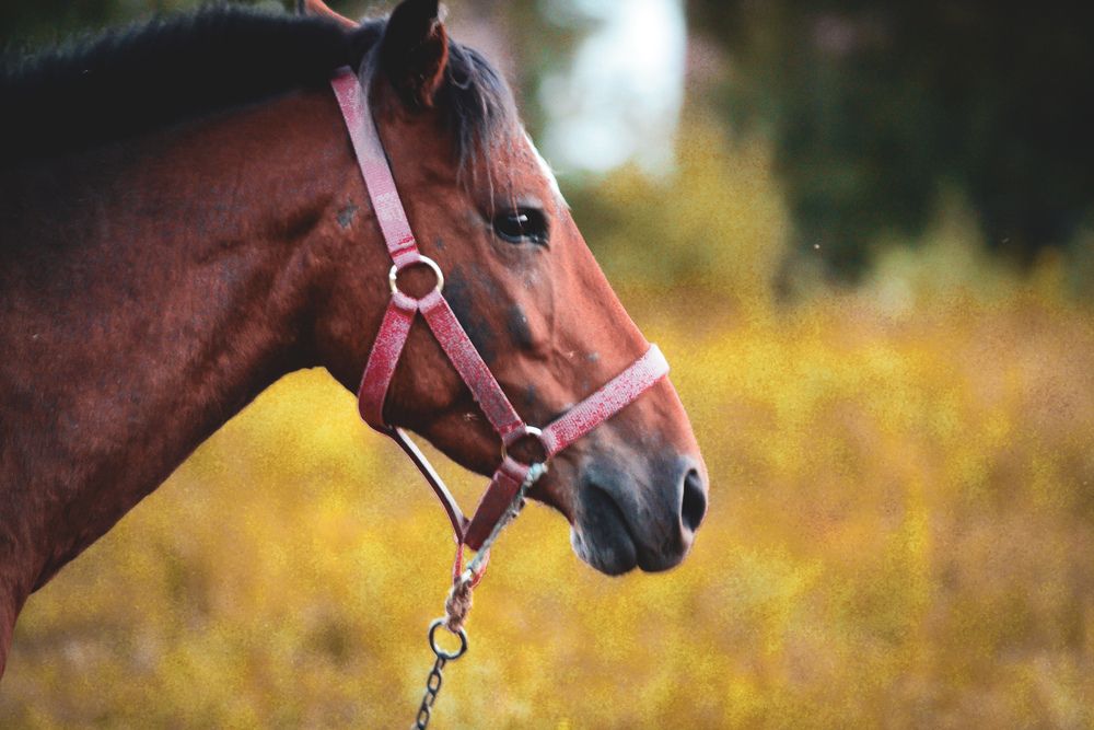 Photograph by Игорь Блинов