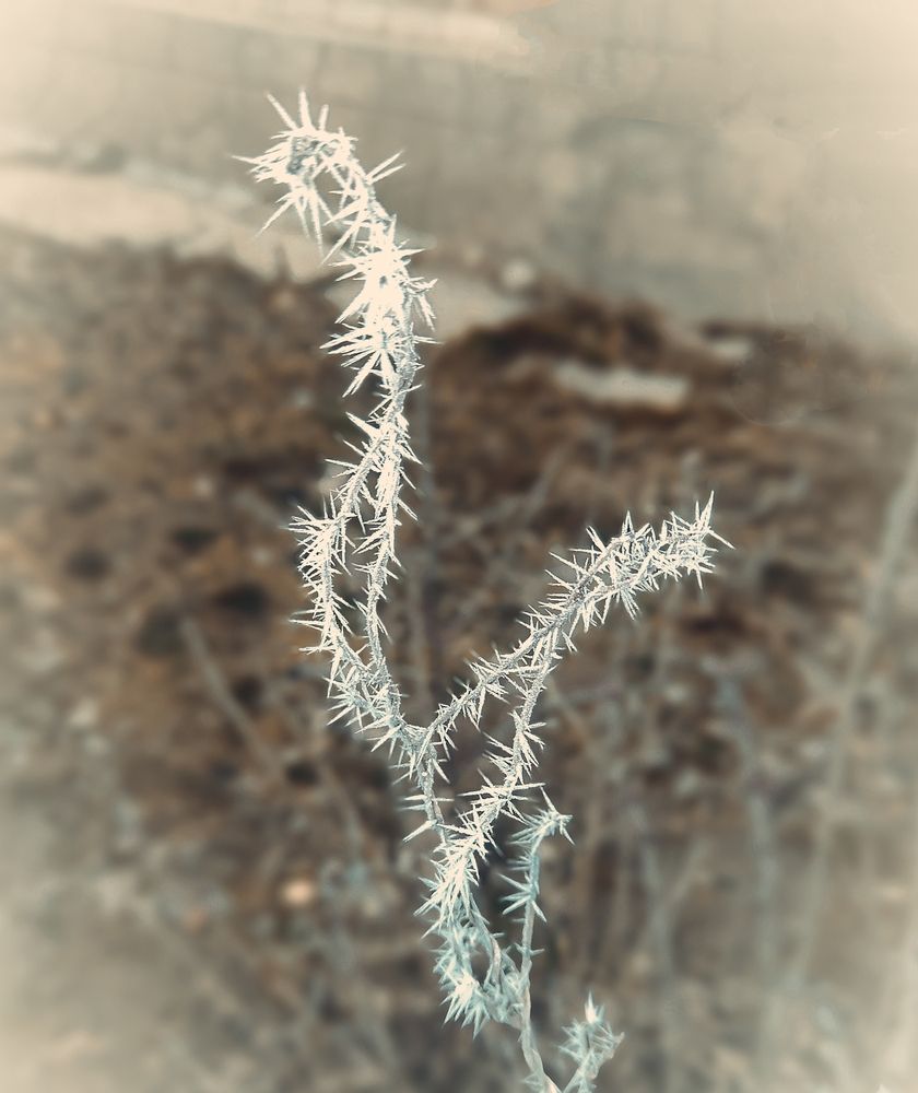 Photograph by Елена Пихурова
