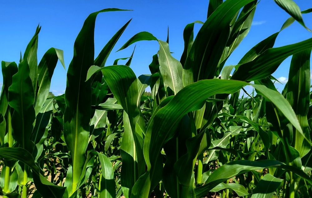 В кукурузном поле