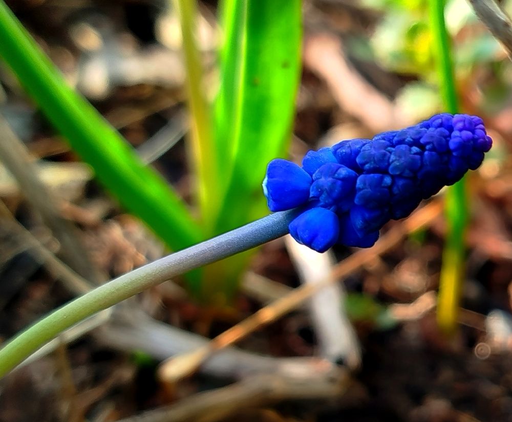 Интересный цветочек?