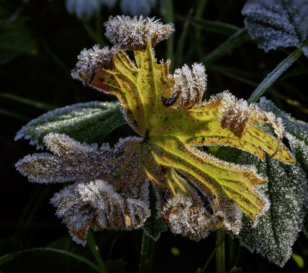 Первые заморозки