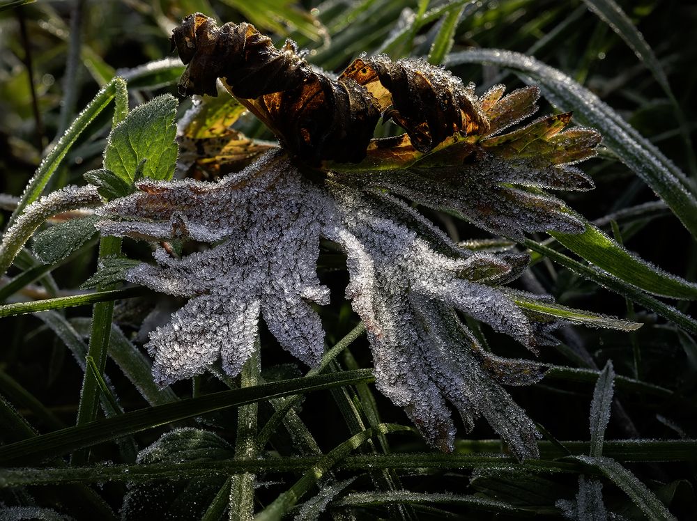 Первый иней