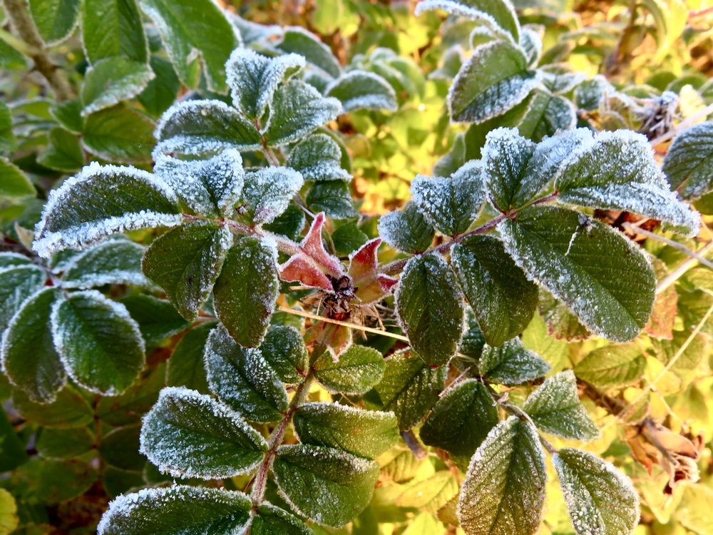 Photograph by Елена Жукова