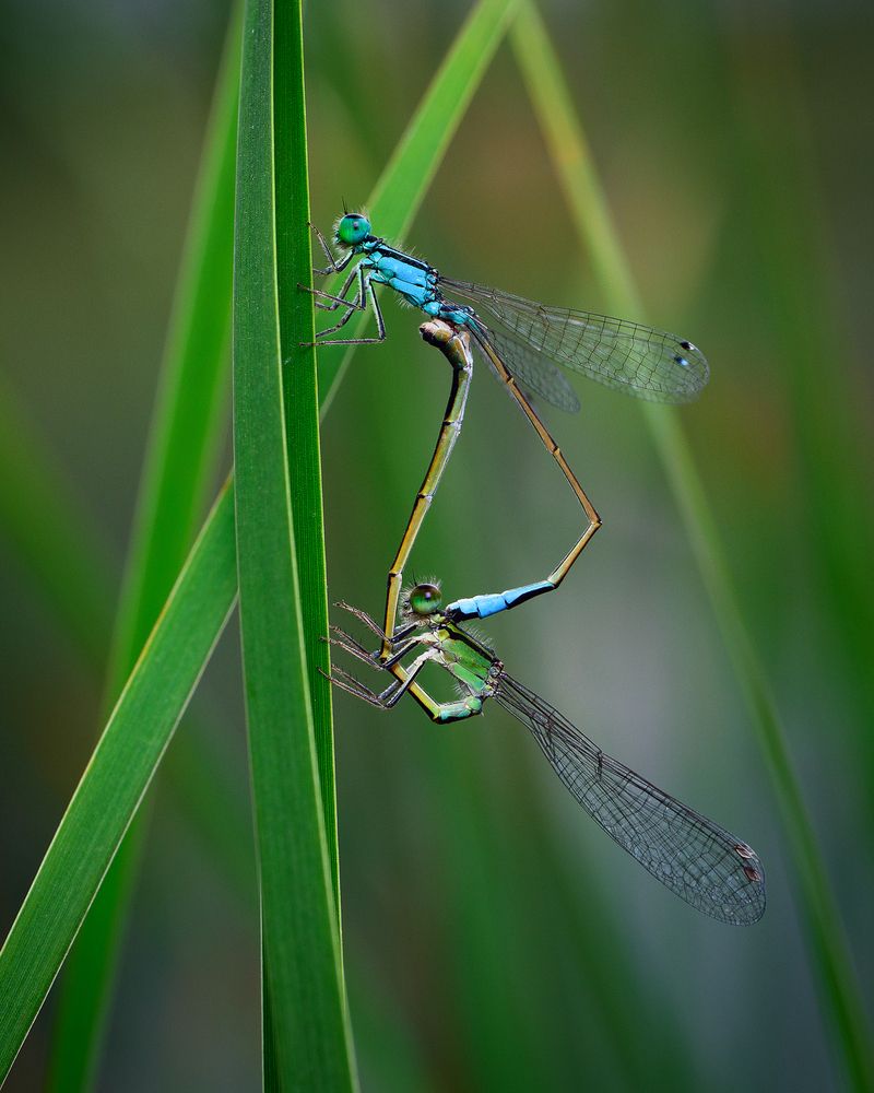 Damselfly