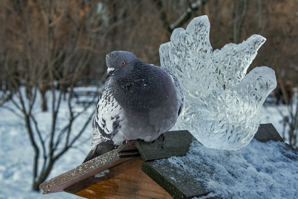 Photograph by Александр Коньшин