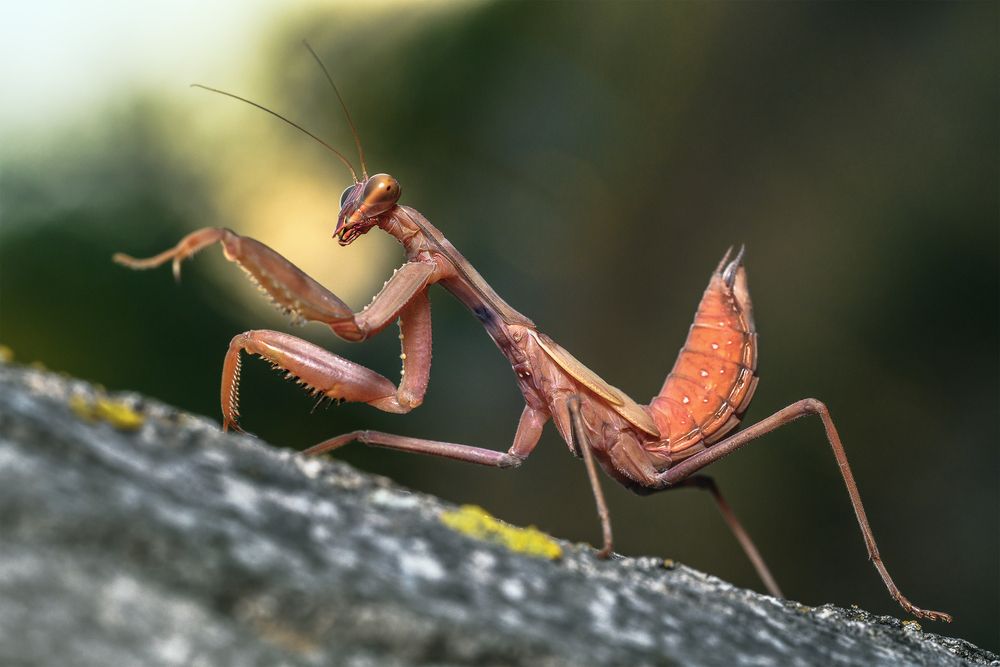 MANTIS