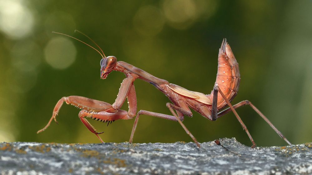 MANTIS