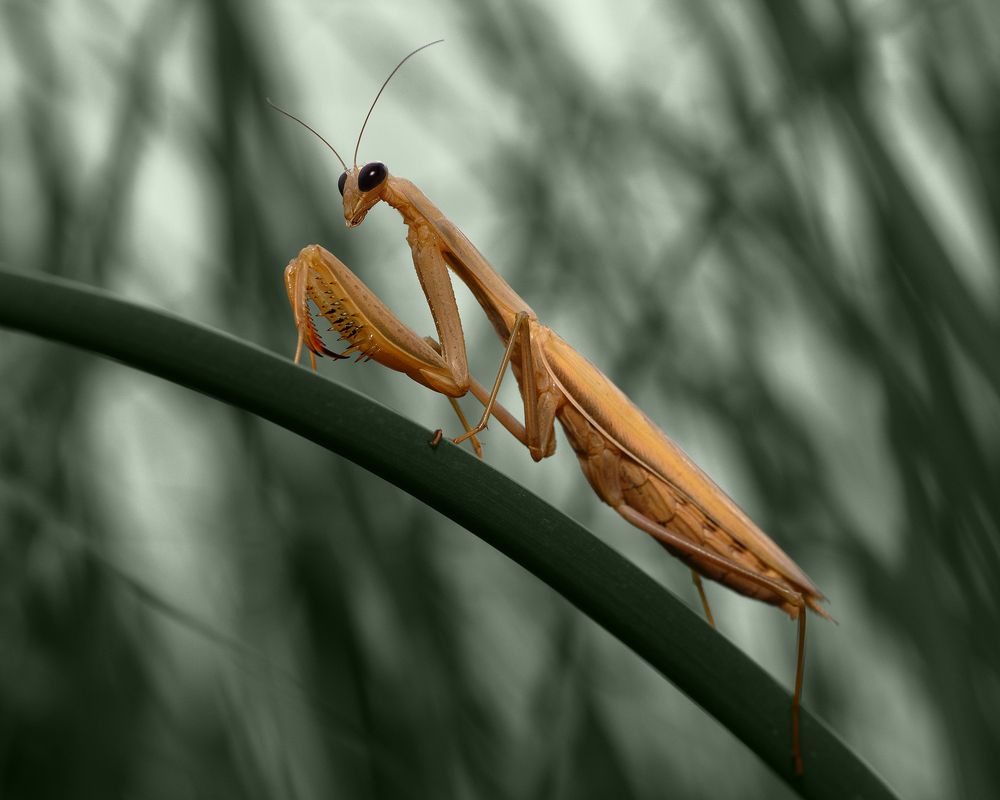 MANTIS