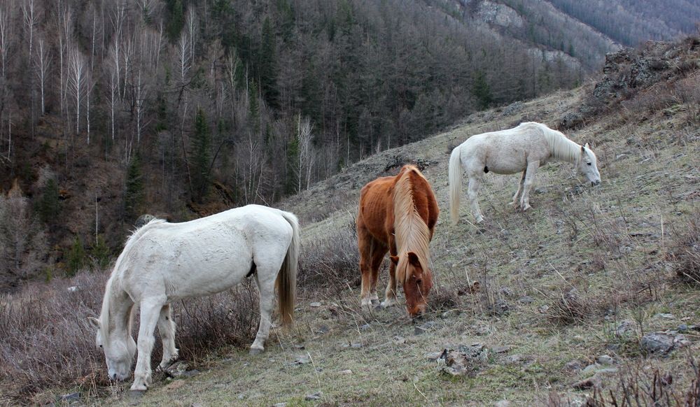 Фотография автора Лада Денисова