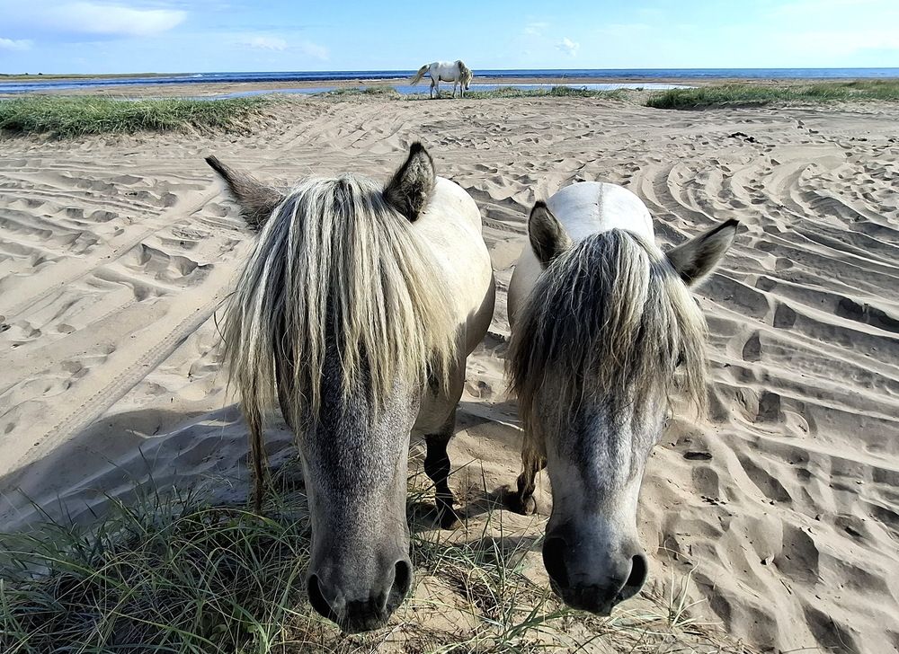 Фотография автора Лада Денисова