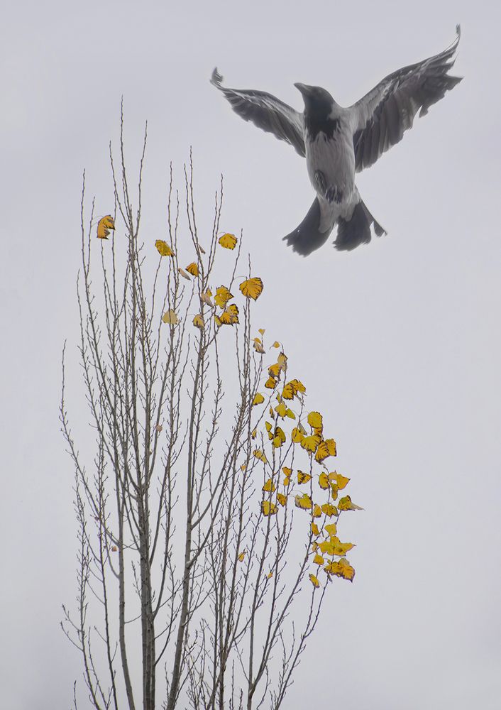 Autumn and A Crow