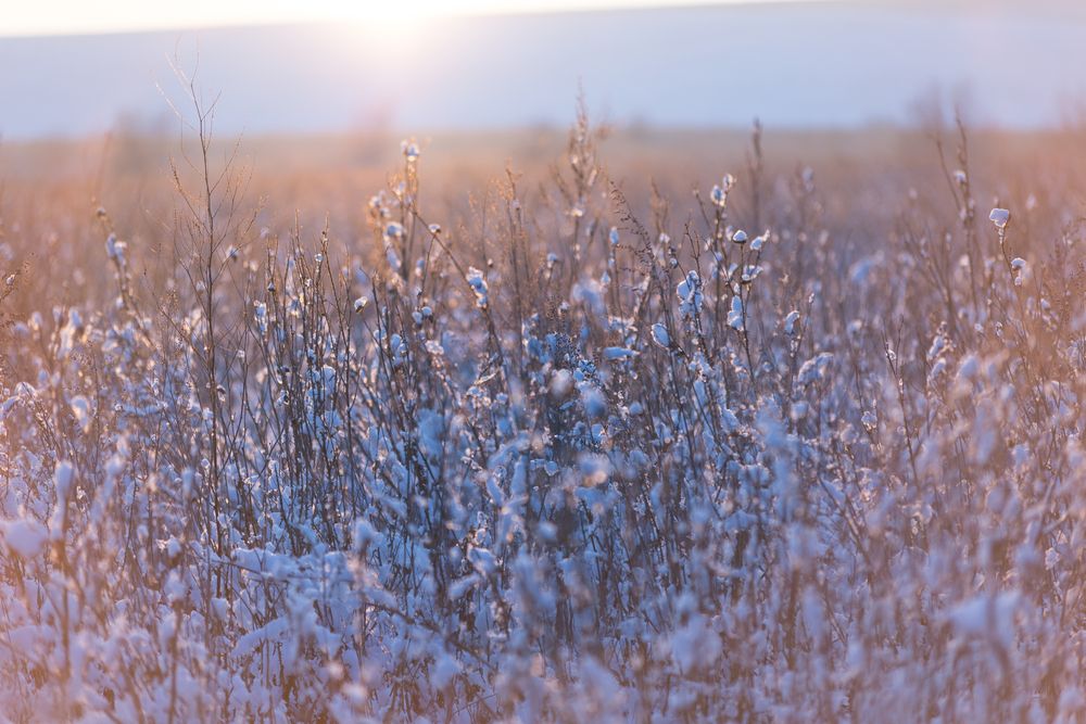 Фотография автора Лариса Видинеева