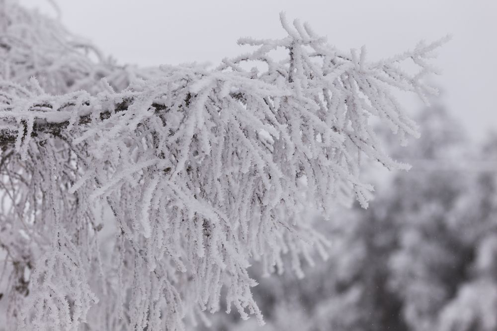 Фотография автора Лариса Видинеева