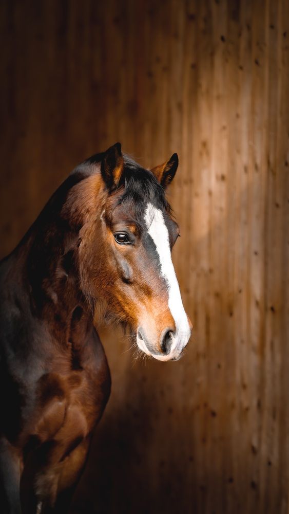 Фотография автора Klára Brůnová