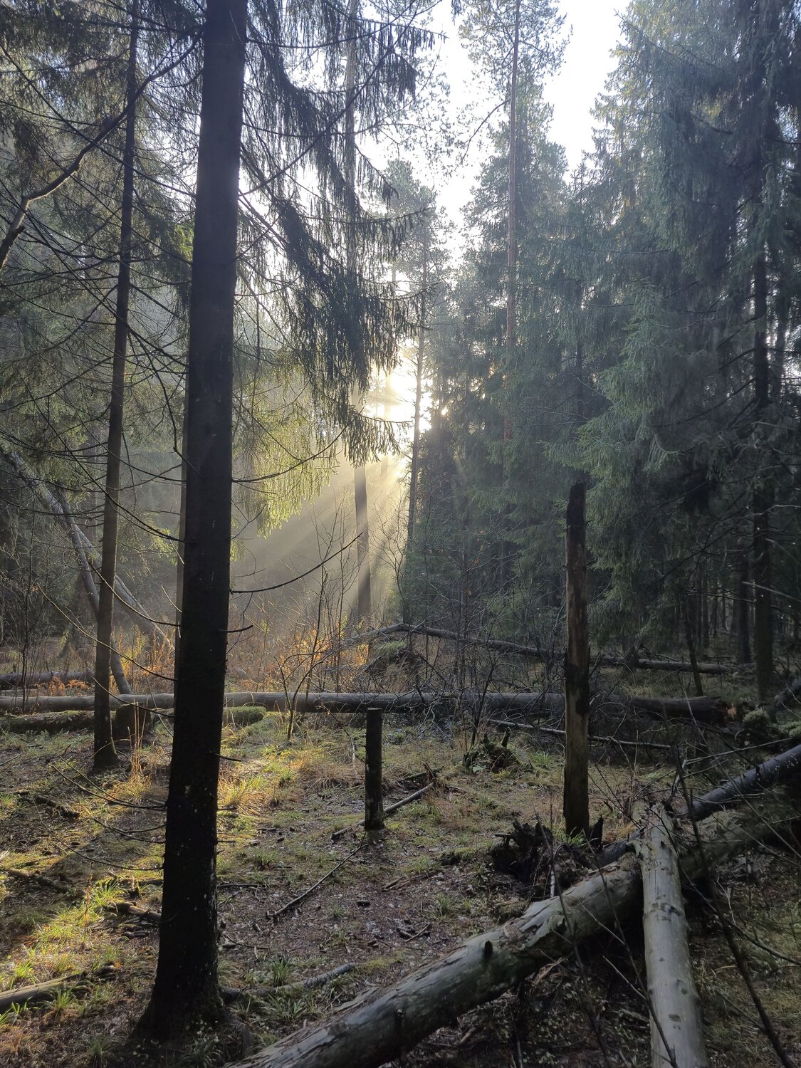 Photo #13033921