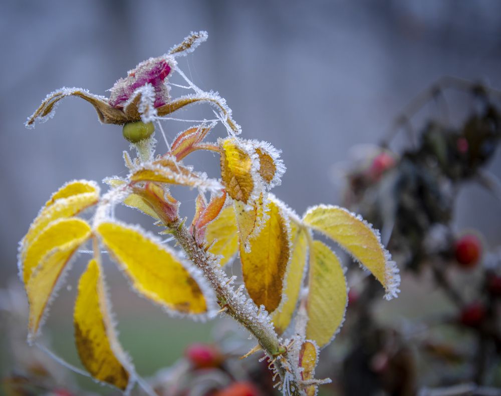 Photograph by Ольга Заповедная