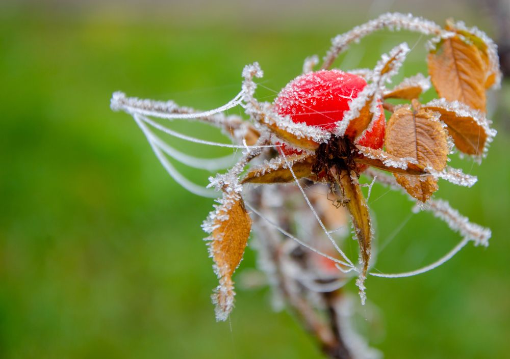 Photograph by Ольга Заповедная