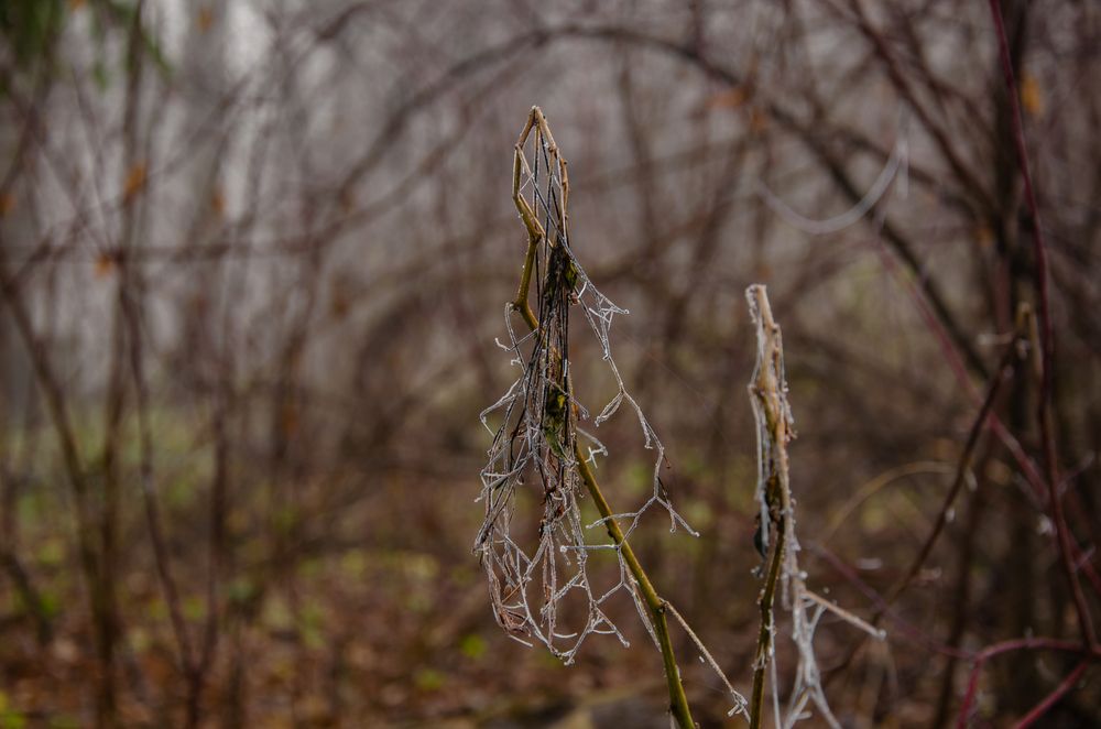 Photograph by Ольга Заповедная