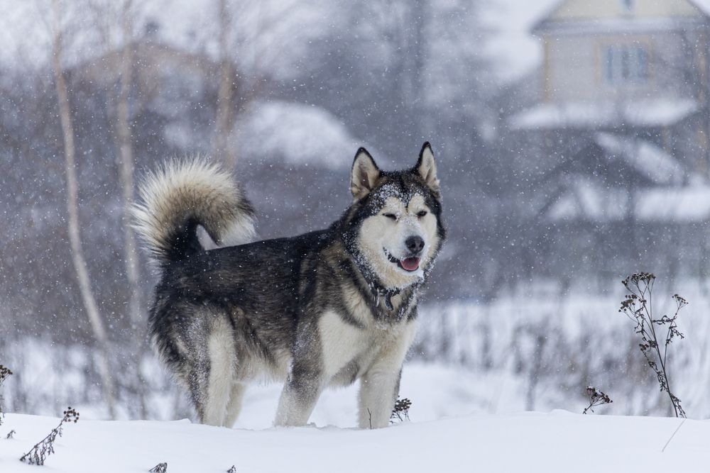 Photograph by Лев Постнов