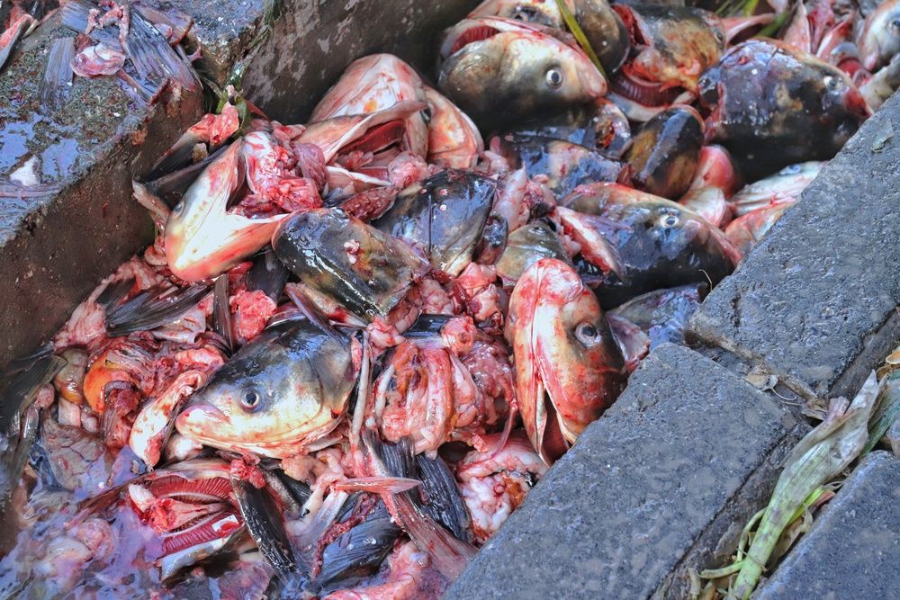 Фотография автора Ali Ahmadian