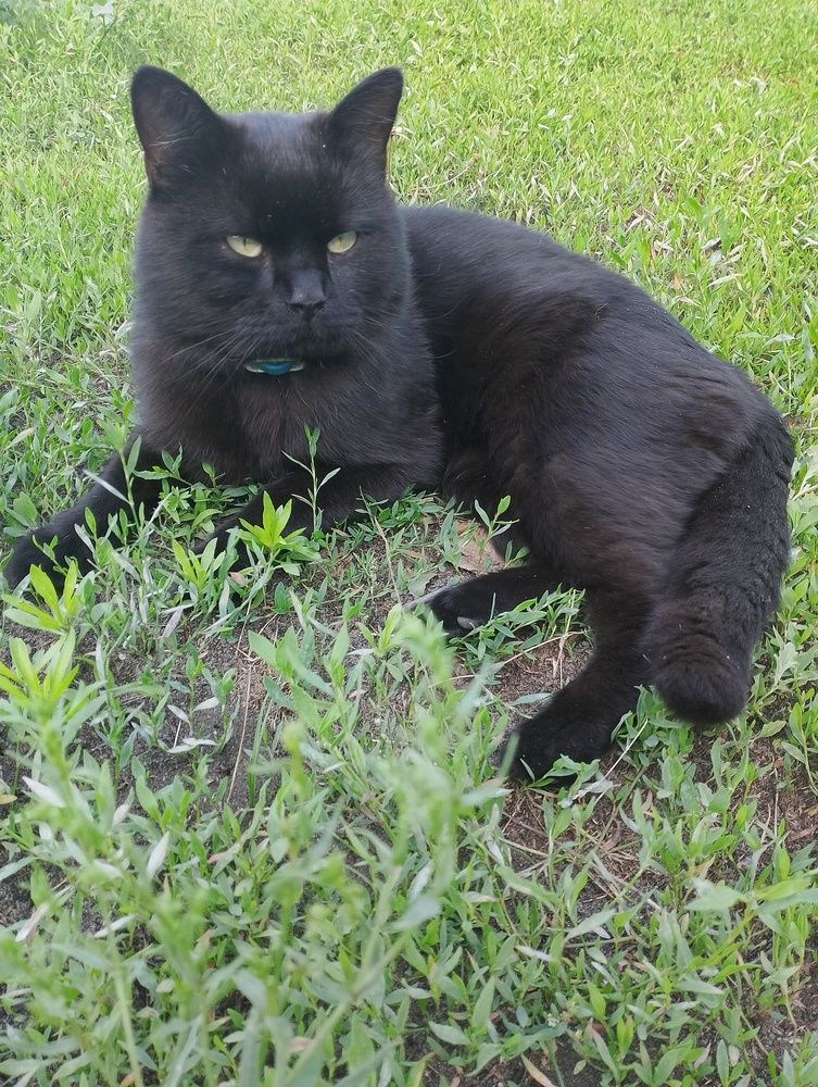 Photo #13034567
