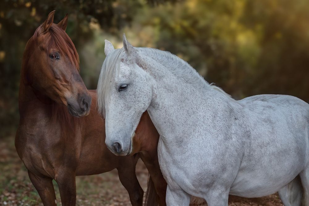 Entre olhares a vida nos ensina
