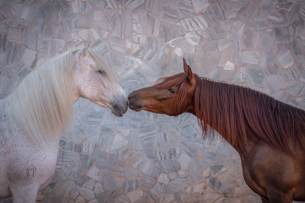Dois corações, um só destino