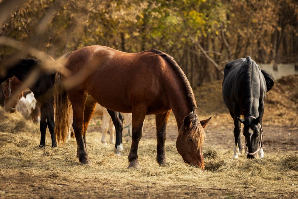 Фотография автора Gorin Egor